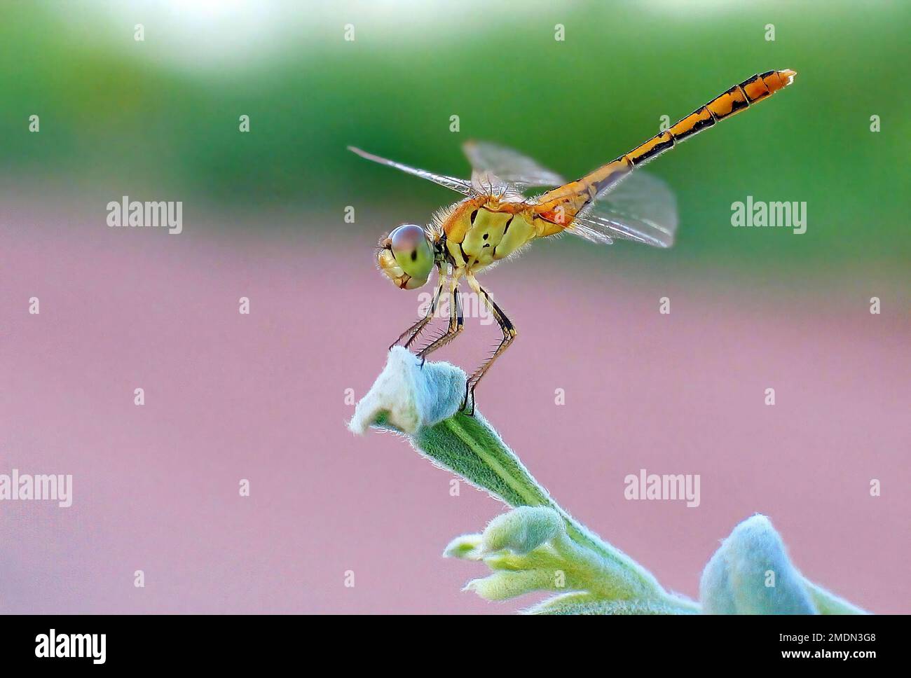 My favourite pretty dragonfly shot Stock Photo - Alamy