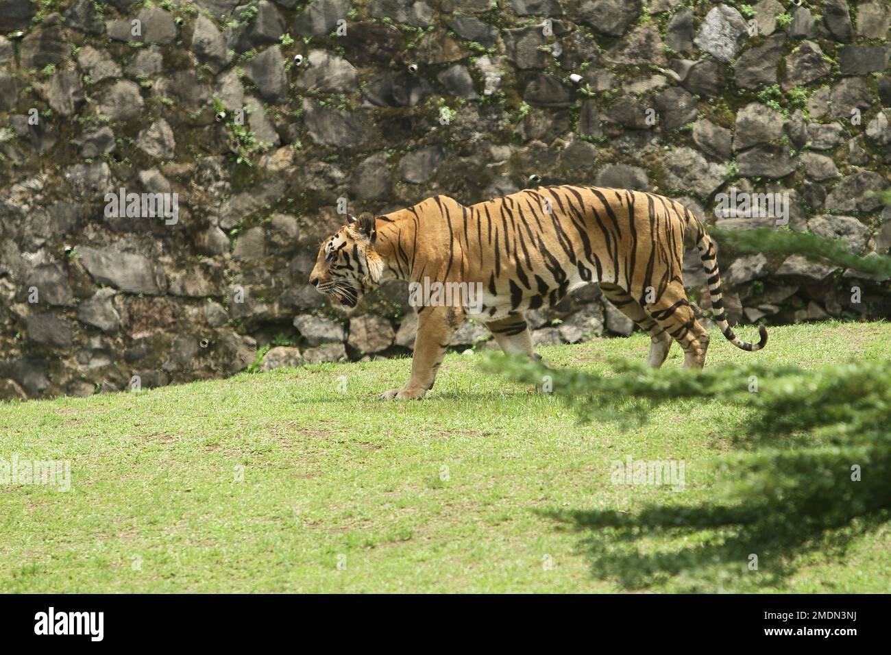 portrait of a bengal tiger standing in the grass Stock Photo