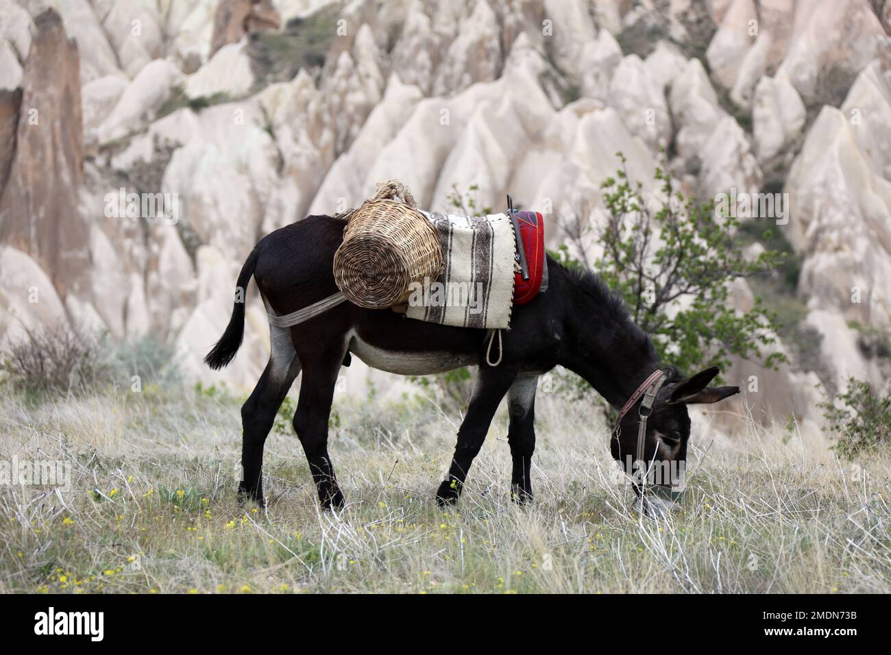 Black donkey in Cappadocia. Donkey eating grass in a rural landscape