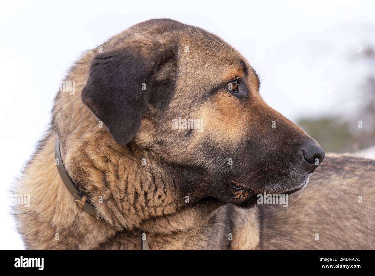 close-up of a shepherd dog ,mastin del pirineo,white background and copy space Stock Photo