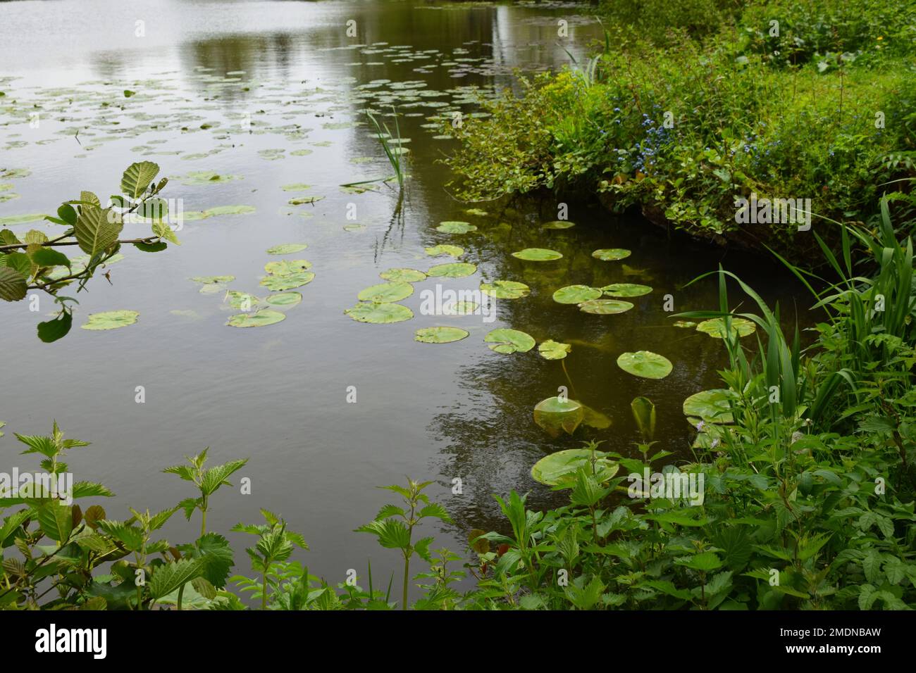 pond with lily pads Stock Photo Biology Diagrams