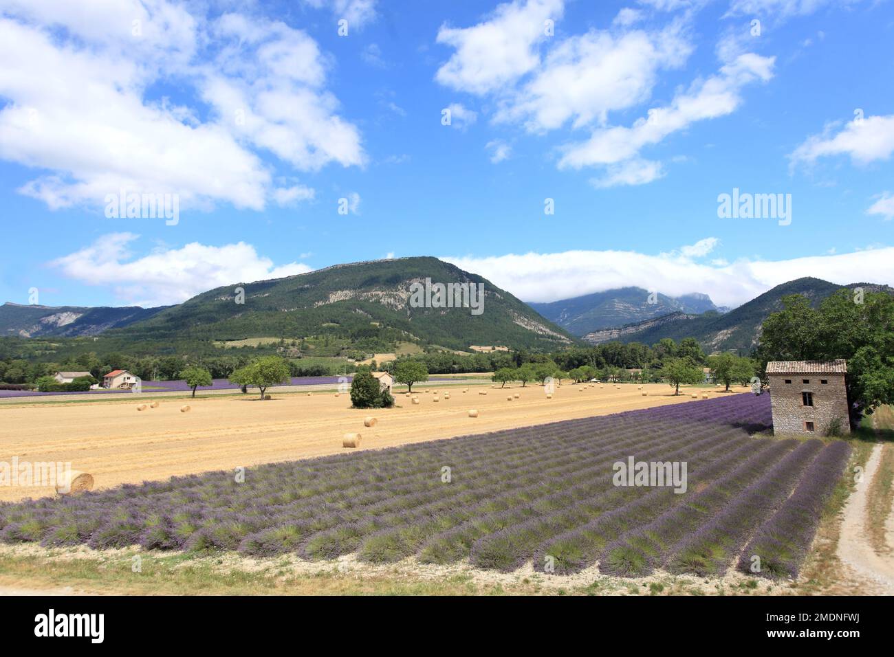 Champs de lavandes, Drome, Rhone Alpes, 26, France Stock Photo