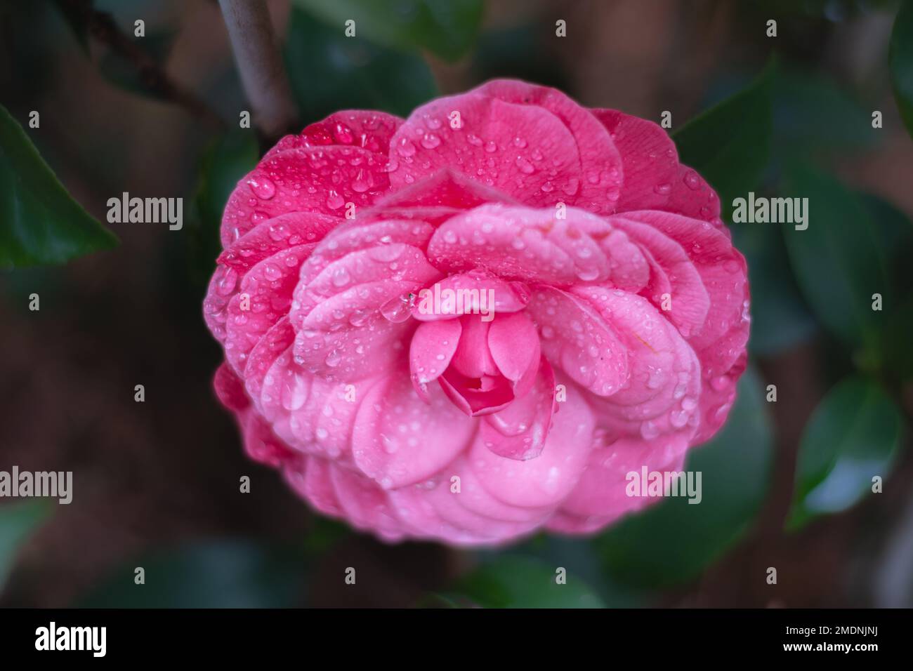 Close up of a camellia japonica bloom, its romantic pink color contrasted against the green of its leaves. Stock Photo