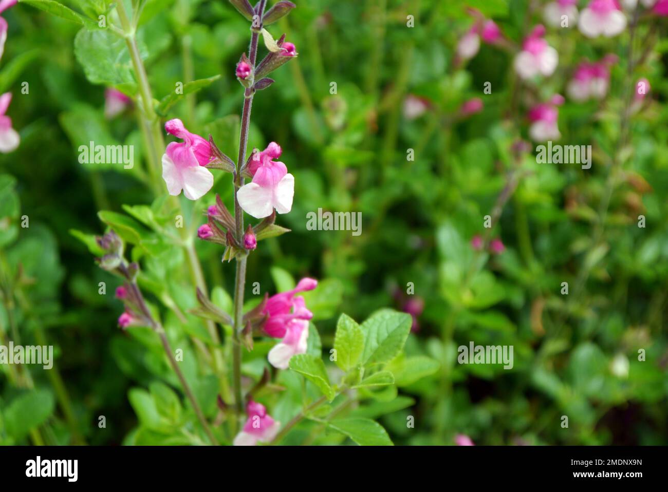 Shell dancer hi-res stock photography and images - Alamy