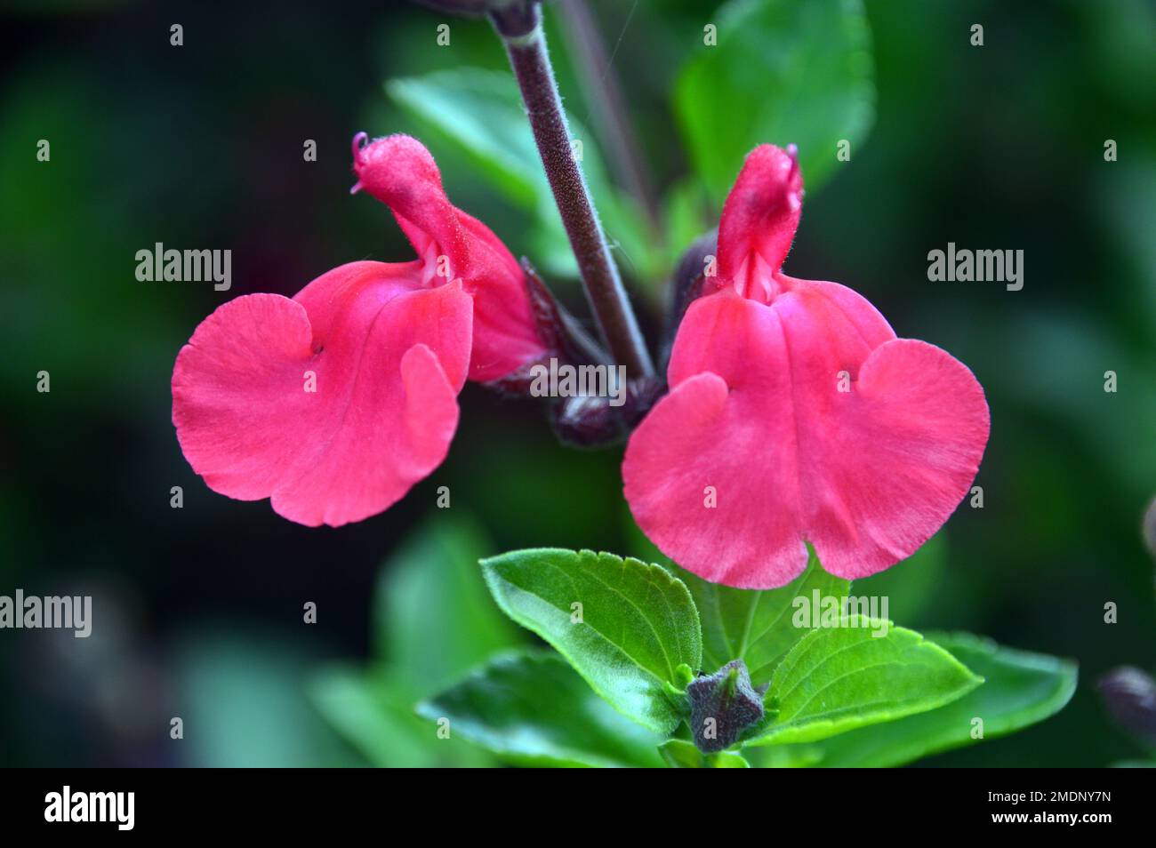 Bright Red Salvia Microphylla 'Suzanne' (Baby Sage) Flowers grown at