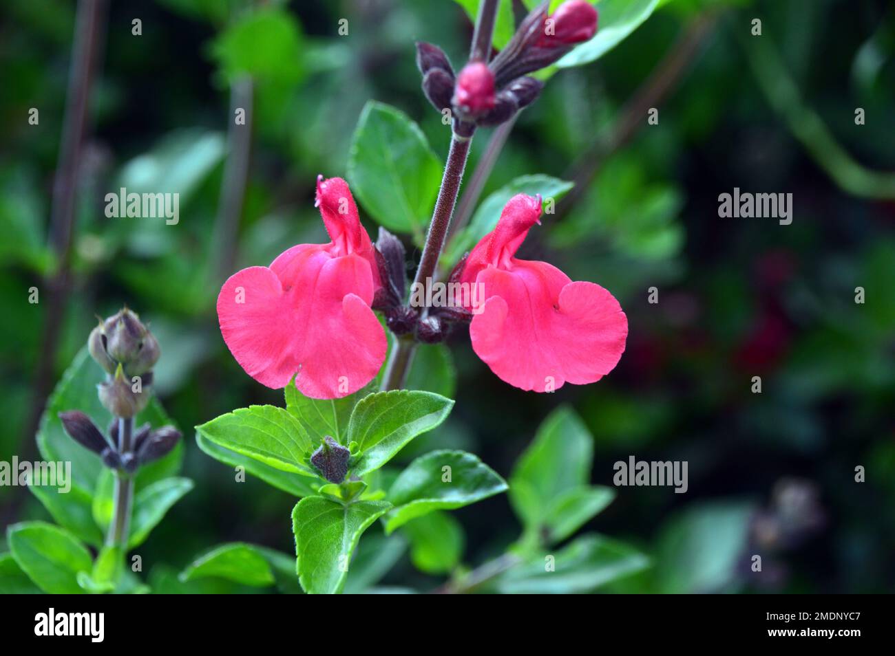 Bright Red Salvia Microphylla 'Suzanne' (Baby Sage) Flowers grown at