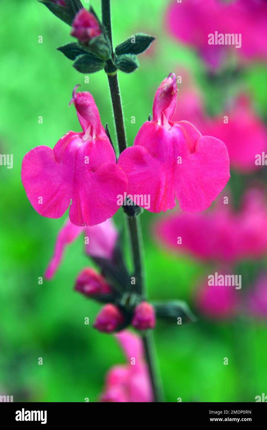 Bright Pink Salvia Microphylla 'Cerro Potosi' (Baby Sage) Flowers grown