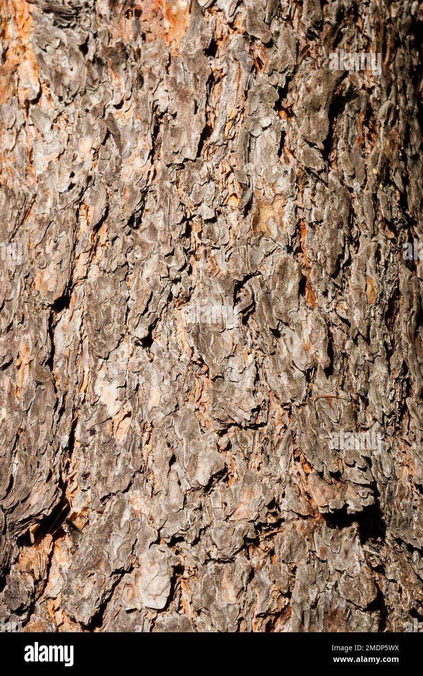 Detail of vertical bark of Mediterranean pine trunk without resin Stock Photo