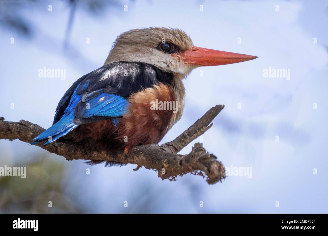 African pygmy kingfisher, Ispidina picta, Ambolseli National Park