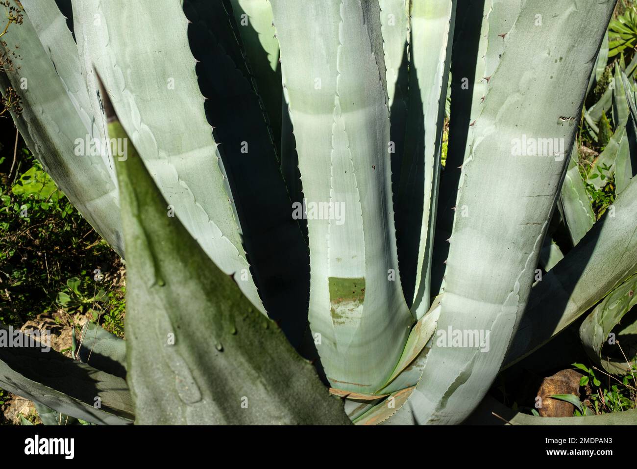 thumbnail image 2 of Agave Americana (Century Plant) - World Of Succulents 2 of 13