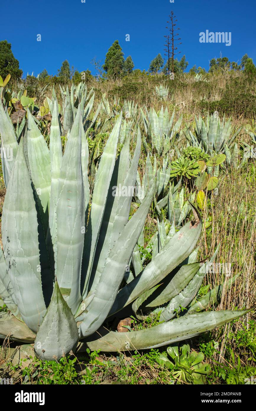 Agave americana, common names century plant, maguey, or American aloe, succulant cactus plant, Erjos, Tenerife, Canary Islands, Spain Stock Photo