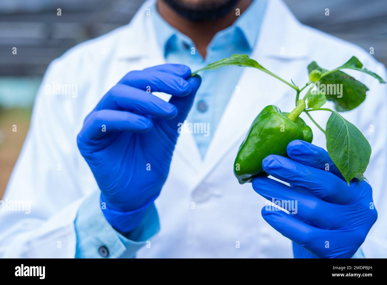 Close up shot of agro scientist hand checking lab grown hybrid capsicum