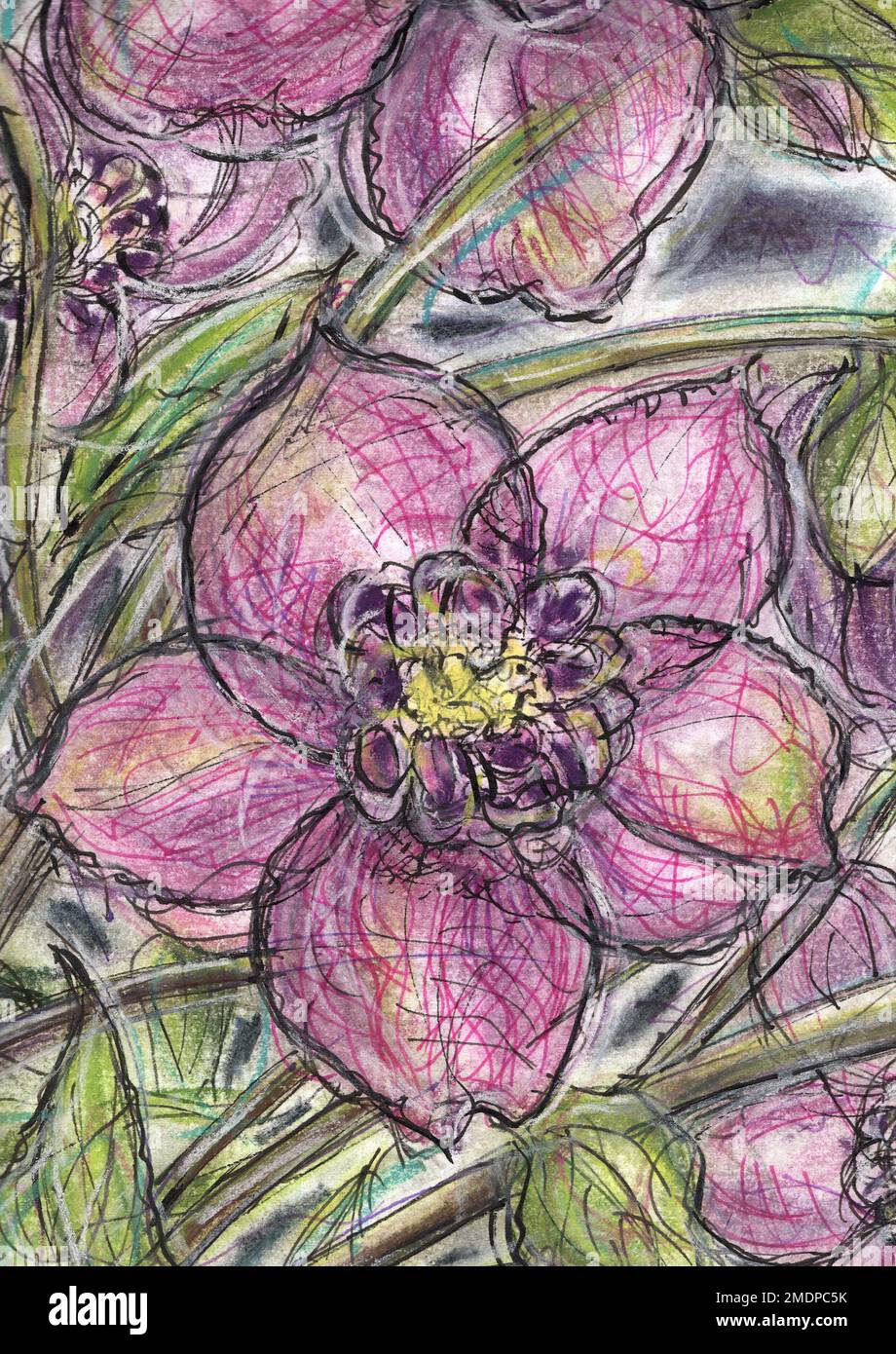 Colour illustration of pink hellebores Stock Photo Alamy