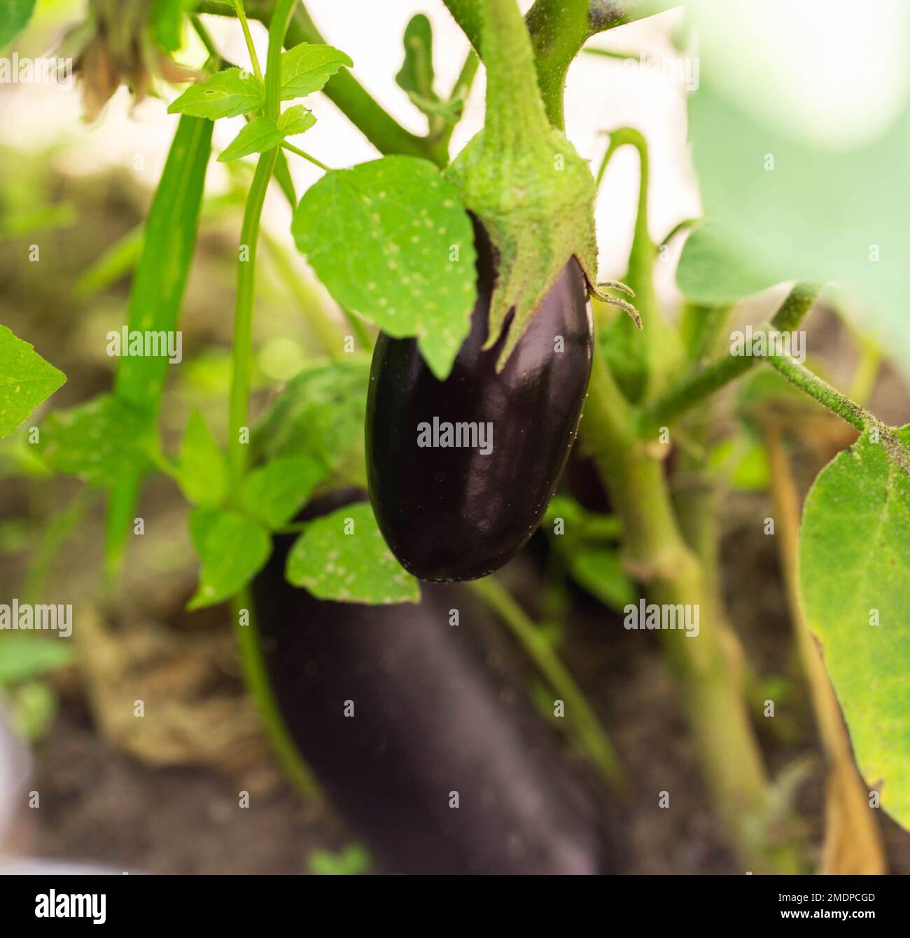 Growing eggplant vegetables in the ground in the garden in sunny