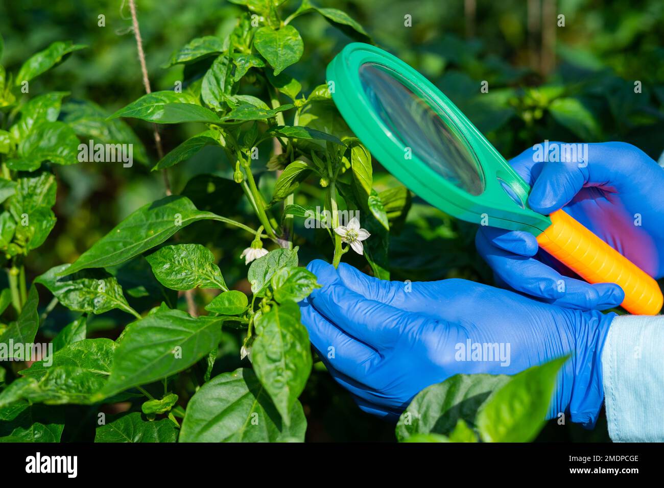 Close up shot of agro scientist at greenhouse checking plant leaves using magnifying glass - concept of research, studying and Botanist Stock Photo