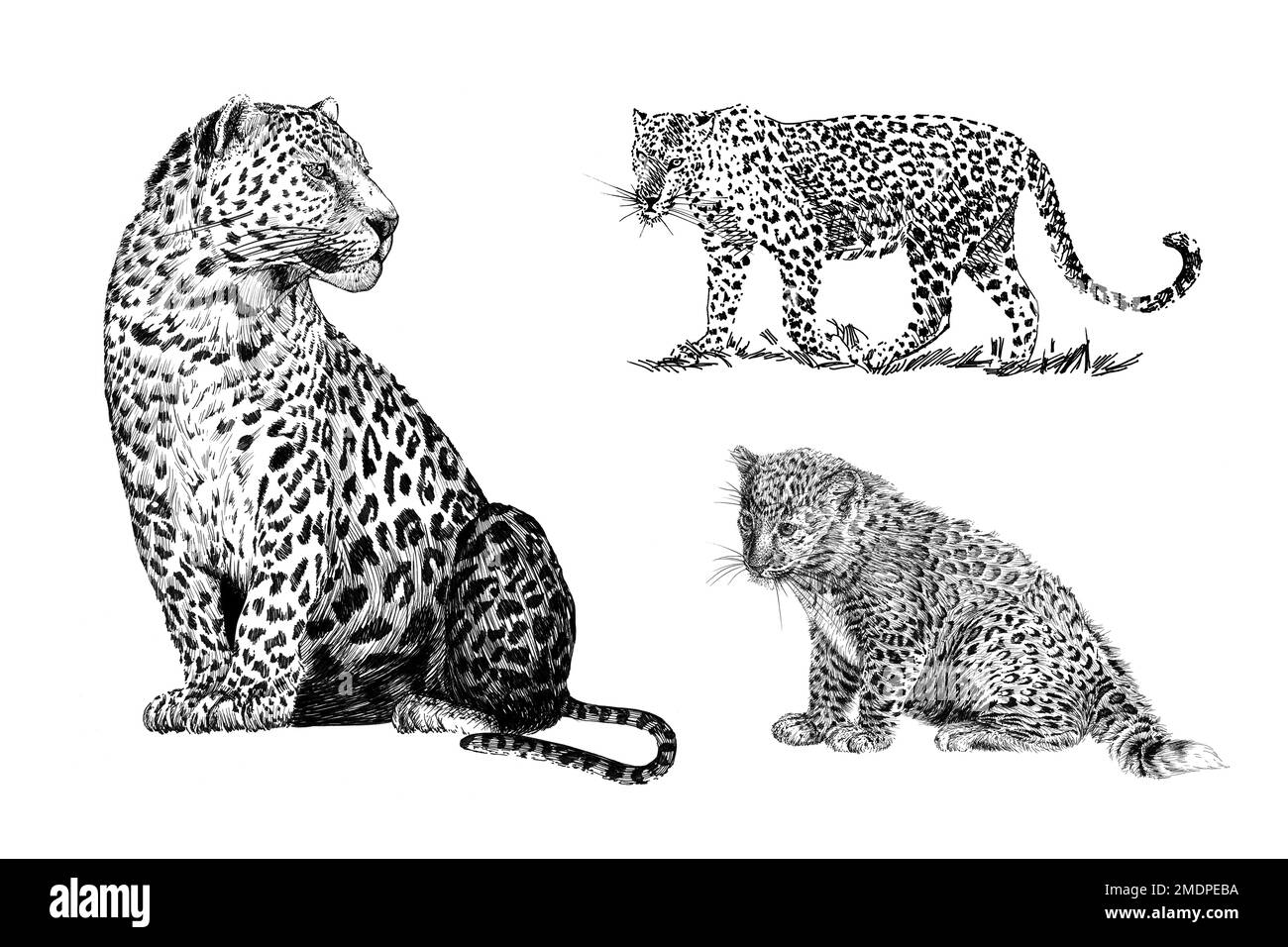 Set hand drawn leopard, sketch graphics monochrome illustration on ...