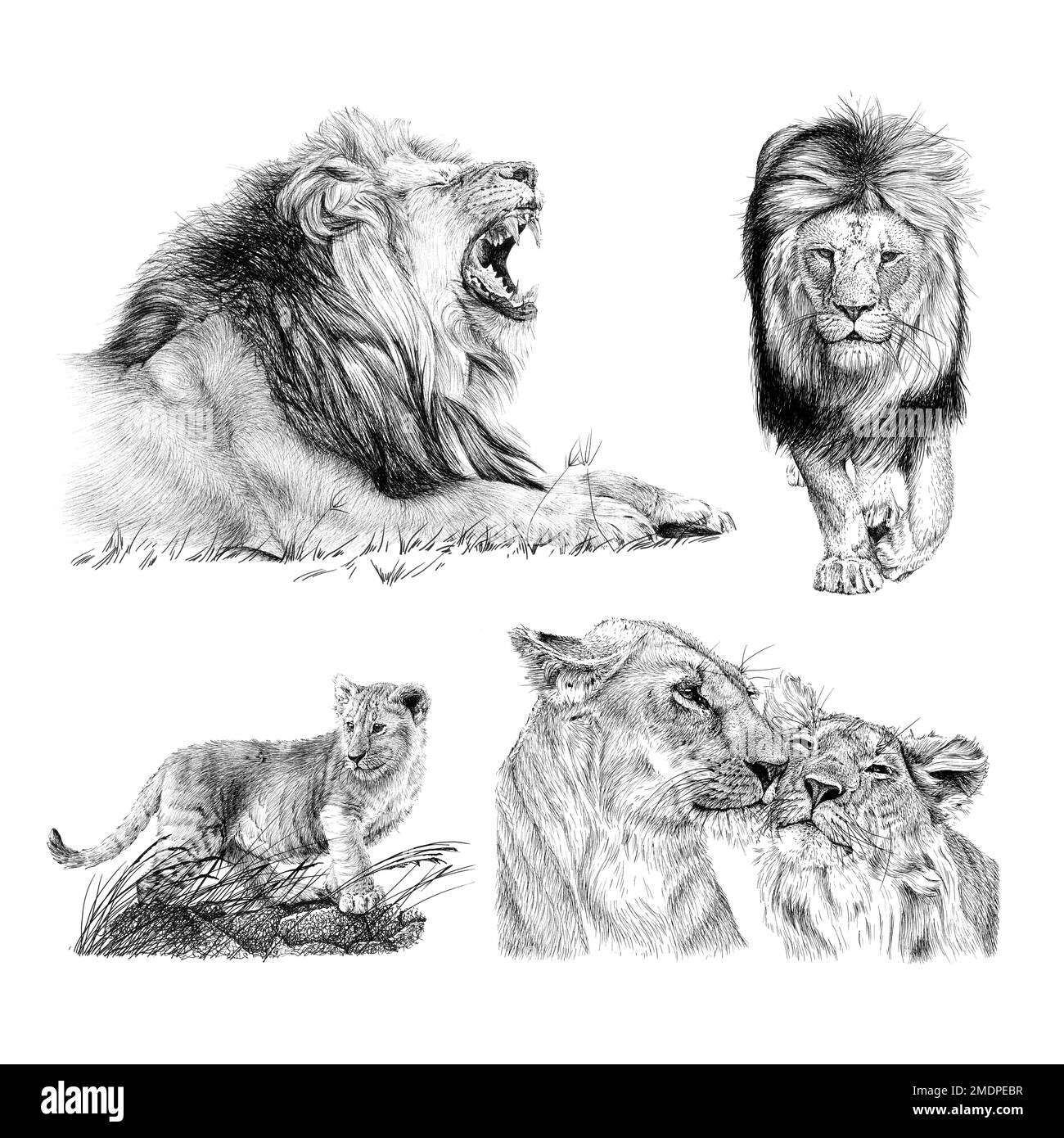Set hand drawn lion, sketch graphics monochrome illustration on white background (originals, no tracing) Stock Photo