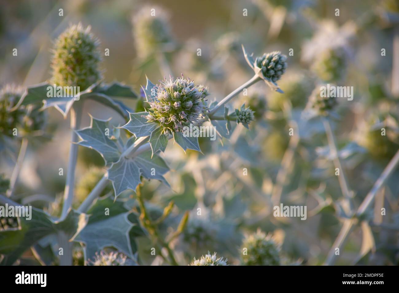 Eryngium maritimum, the sea holly or seaside eryngo. The plant has a very strong and deep root system. Stock Photo