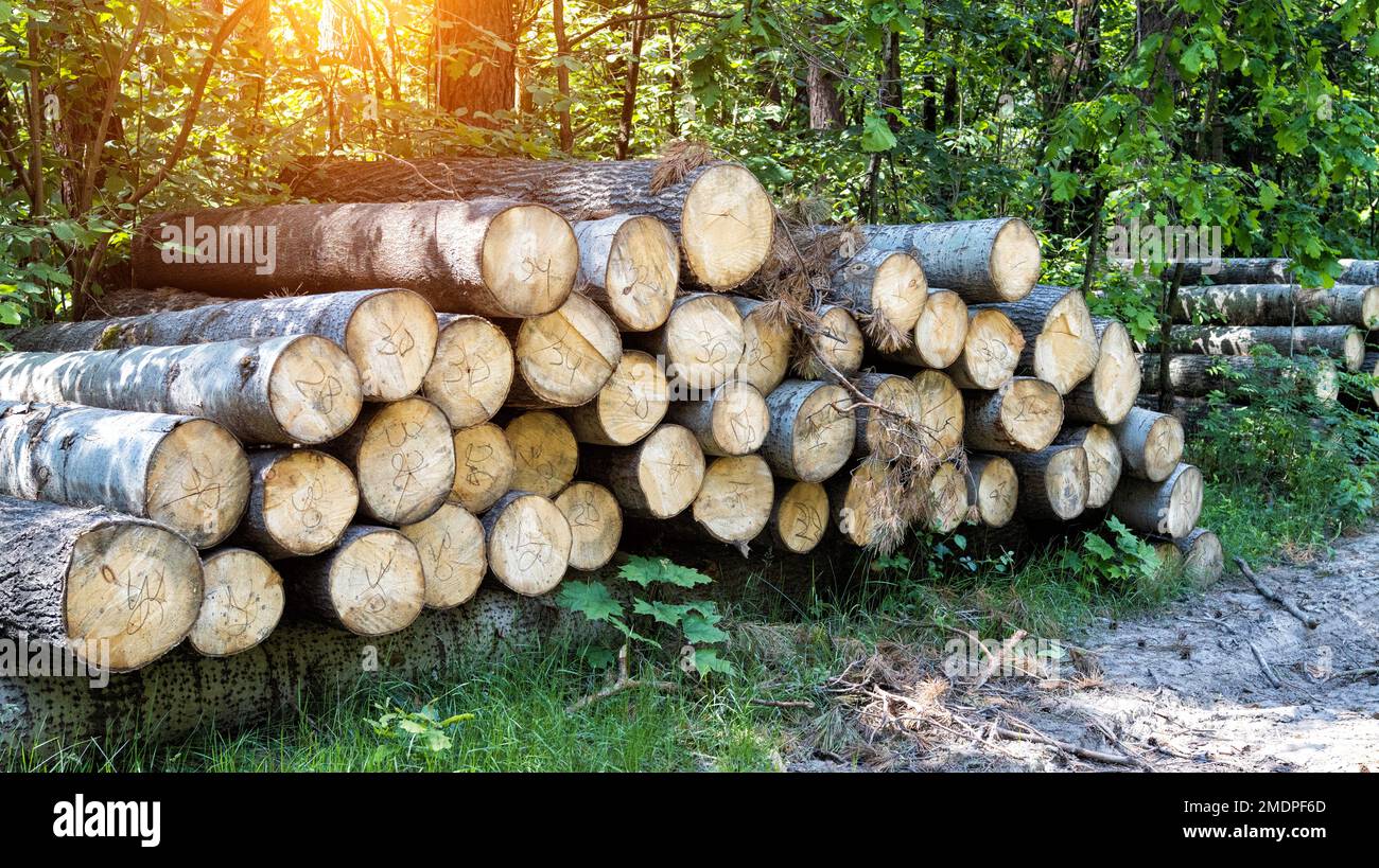 A large pile of alder logs lies in the forest at the logging site