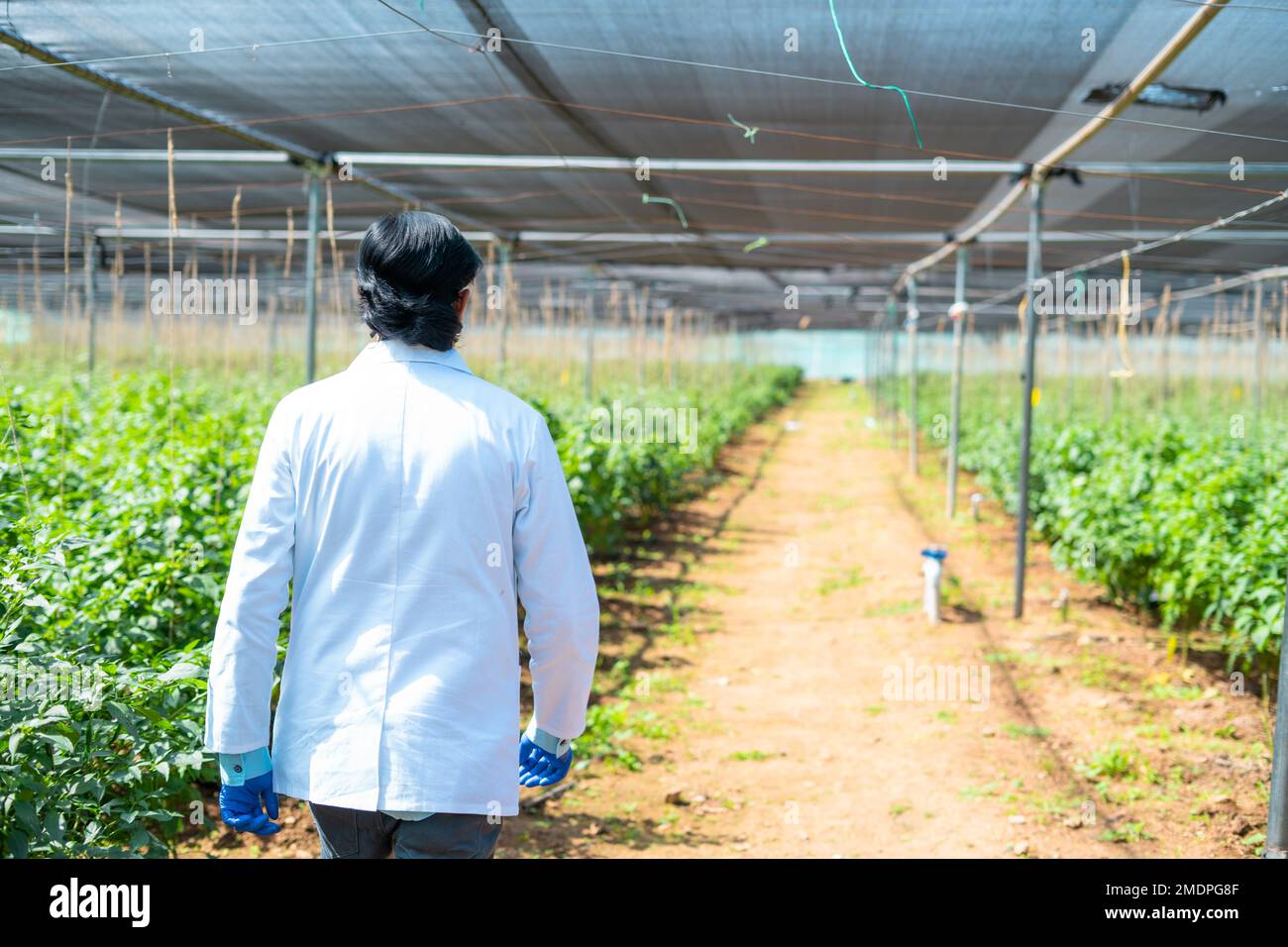 Back view shot of agro scientist seeing around at greenhouse - concept of occupation, surveillance and monitoring. Stock Photo