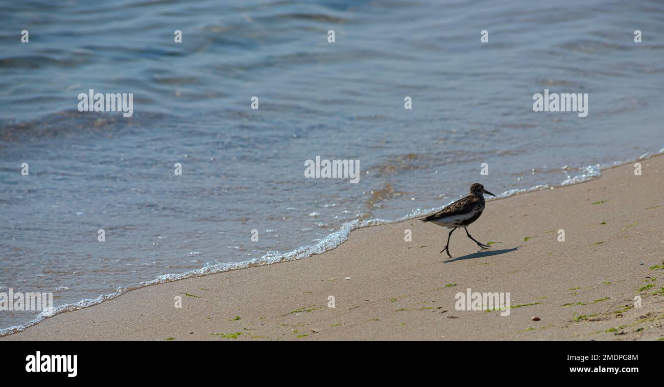 A Dunlin is walking on the beach. Also known as a Red-backed Sandpiper. Stock Photo