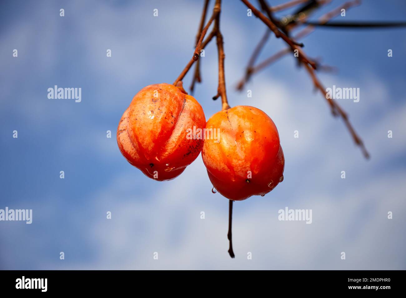 Japanese persimmons (Diospyros kaki) or kaki fruit; Izumo, Japan Stock Photo Alamy