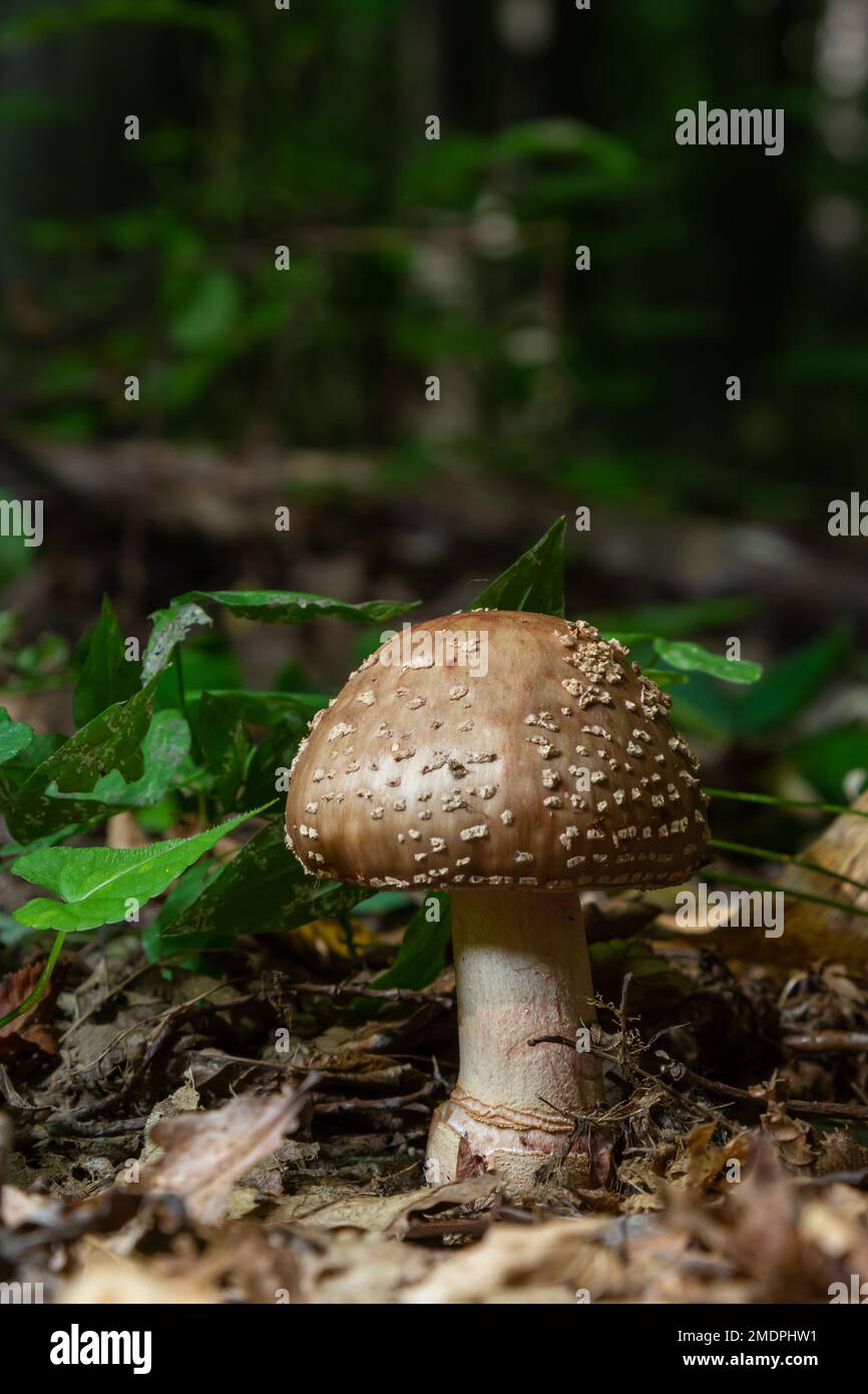this mushroom is an amanita rubescens and it grows in the forest. Stock Photo