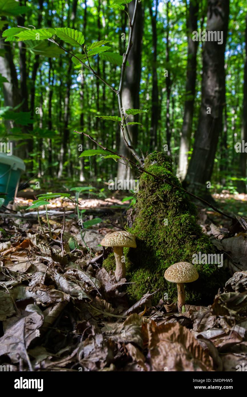 chrysenteron, known as Boletus chrysenteron or