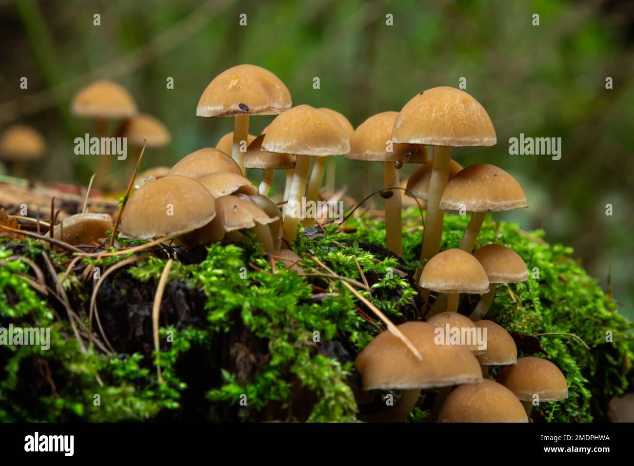 Mushrooms group Kuehneromyces mutabilis on a tree stump. Stock Photo