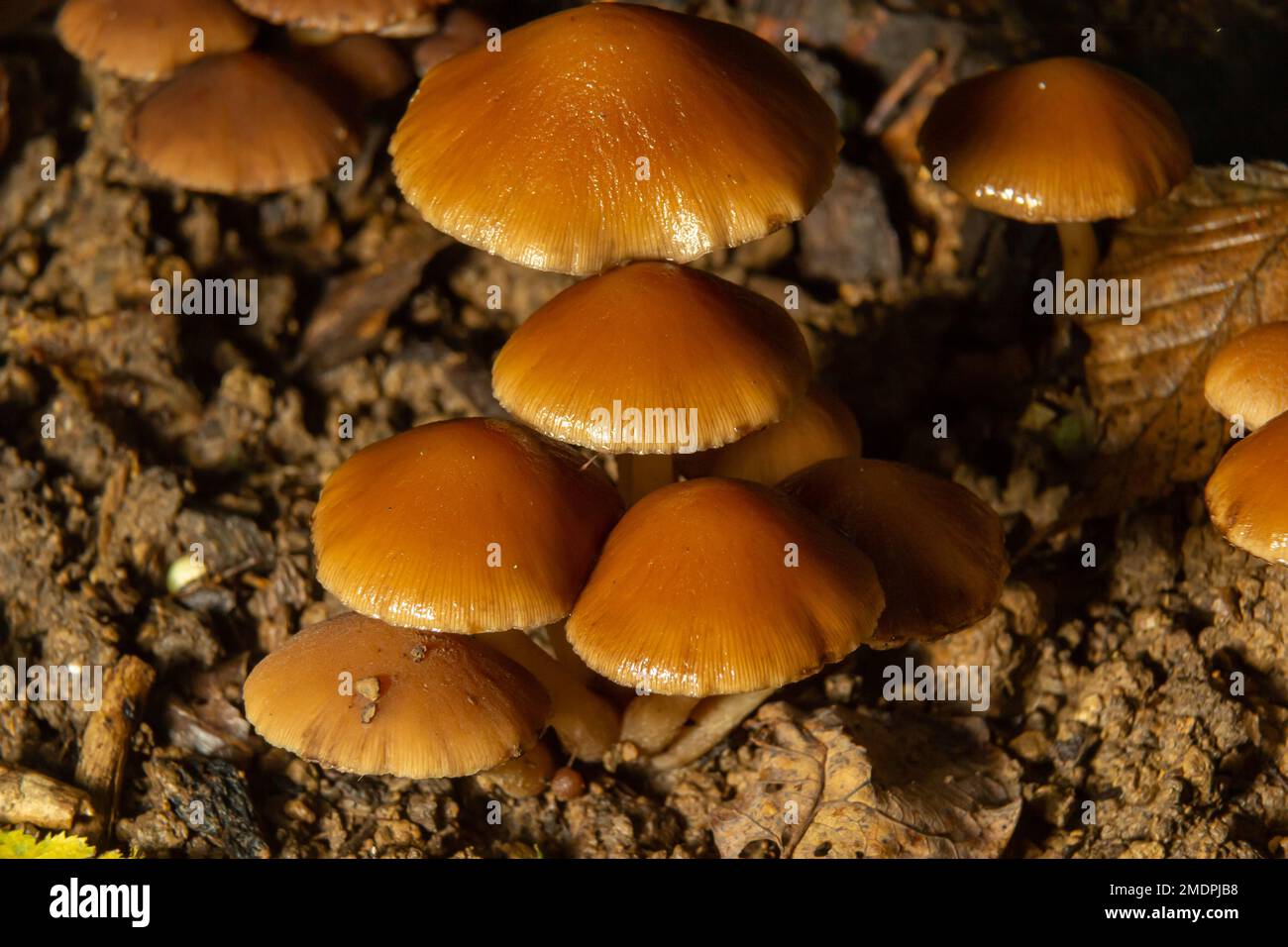 Sawdust summer sawdust kuehneromyces lignicola edible mushroom