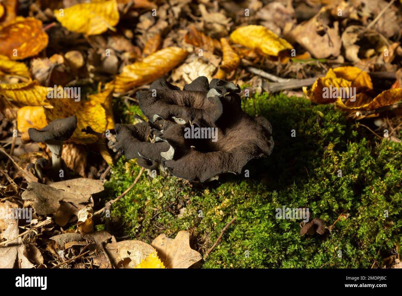 Black chanterelle mushrooms, fungi aka cepes, trumpets of the dead