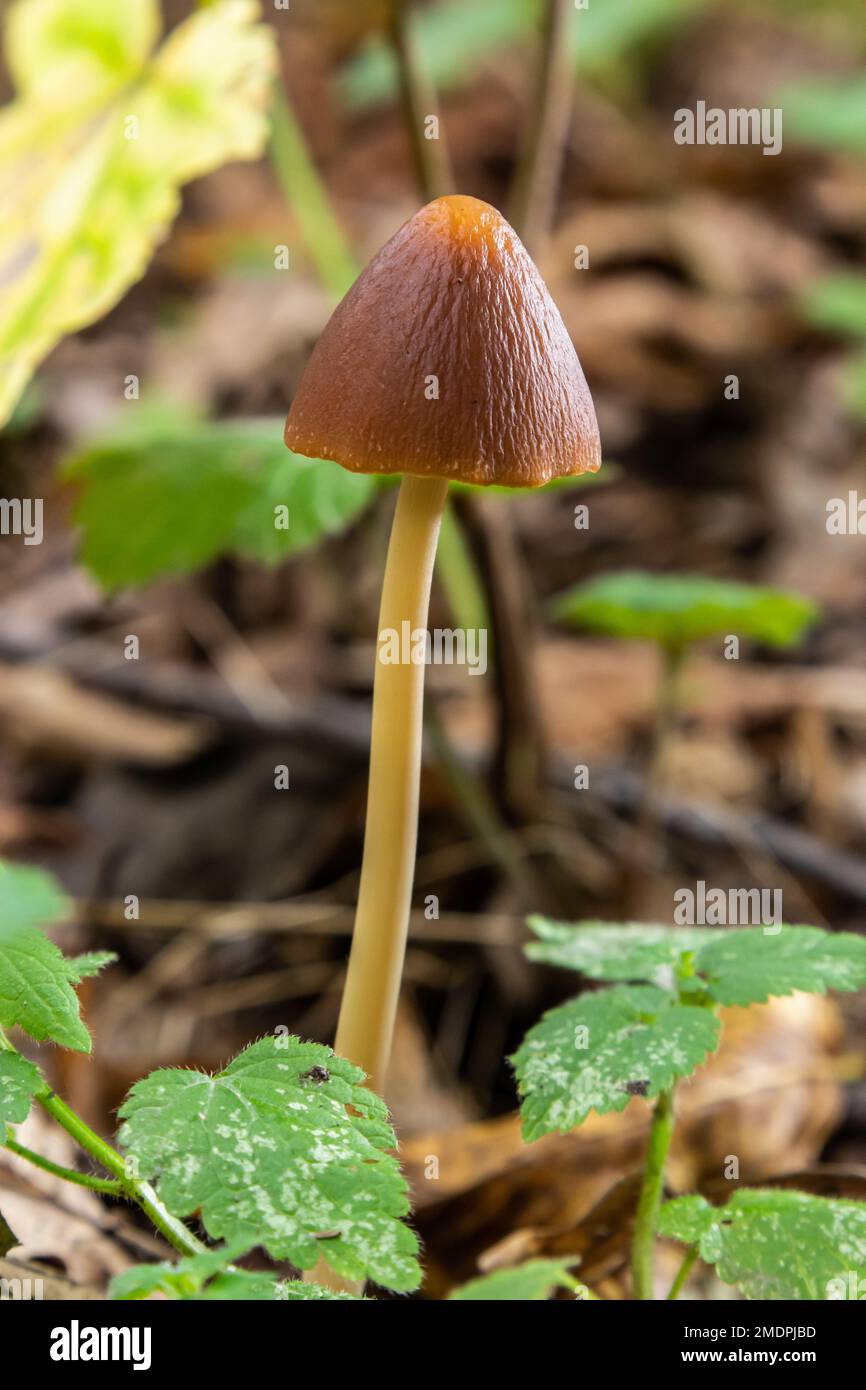 A Macro image close up of a conecap mushroom or latin name Genus Conocybe surrounded by grass. Stock Photo