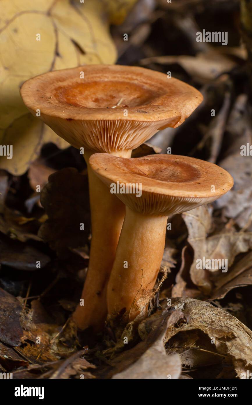 Edible mushroom called niscalo, red pine mushroom Lactarius deliciosus growing in the fall season in the pine forests of Spain. Mushroom harvest seaso Stock Photo