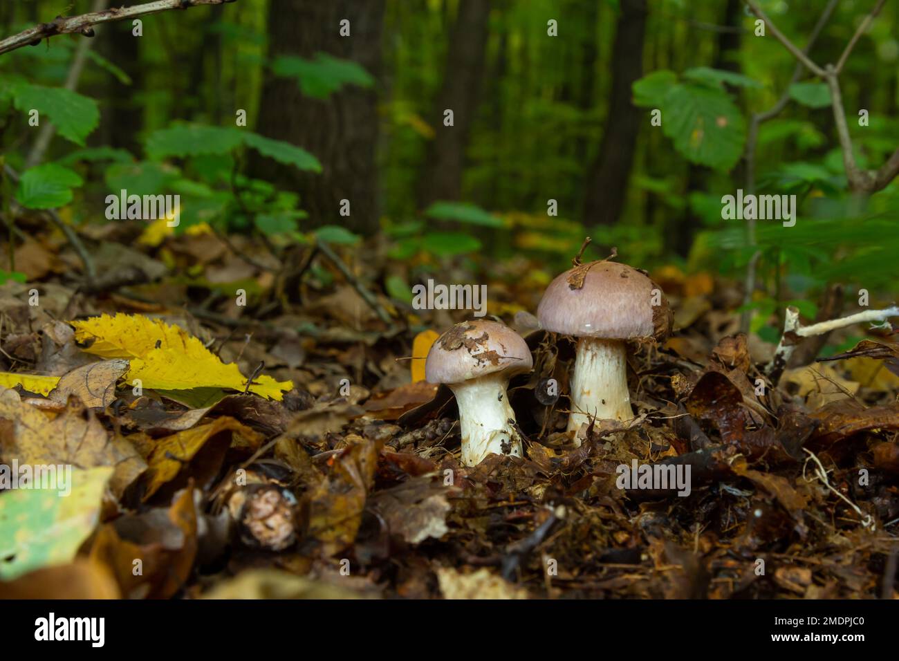 Small Gassy webcap, Cortinarius traganus, poisonous mushrooms in forest close-up, selective focus, shallow DOF. Stock Photo