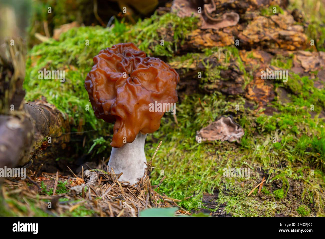 Gyromitra esculenta False morel, Calf brain, Bull nose mushroom in the forest.First spring mushrooms. Selective focus. Stock Photo