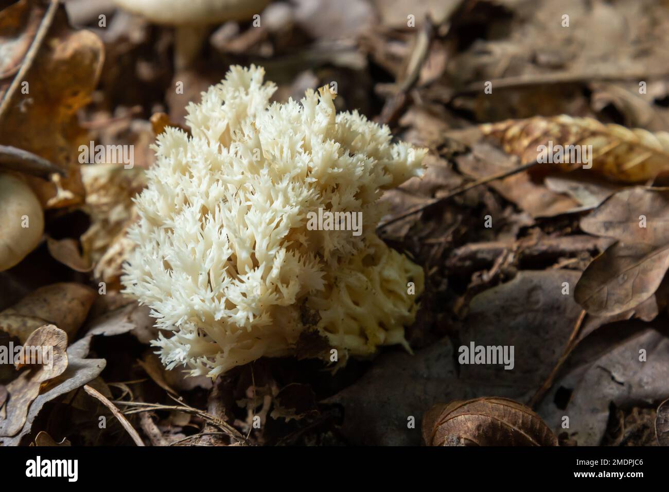 White coral, Ramariopsis kunzei growing in wet environment. Stock Photo