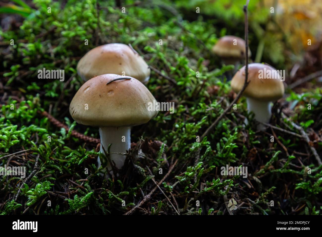 Hygrophorus olivaceoalbus, known as the olive wax cap, wild mushrooms. Stock Photo
