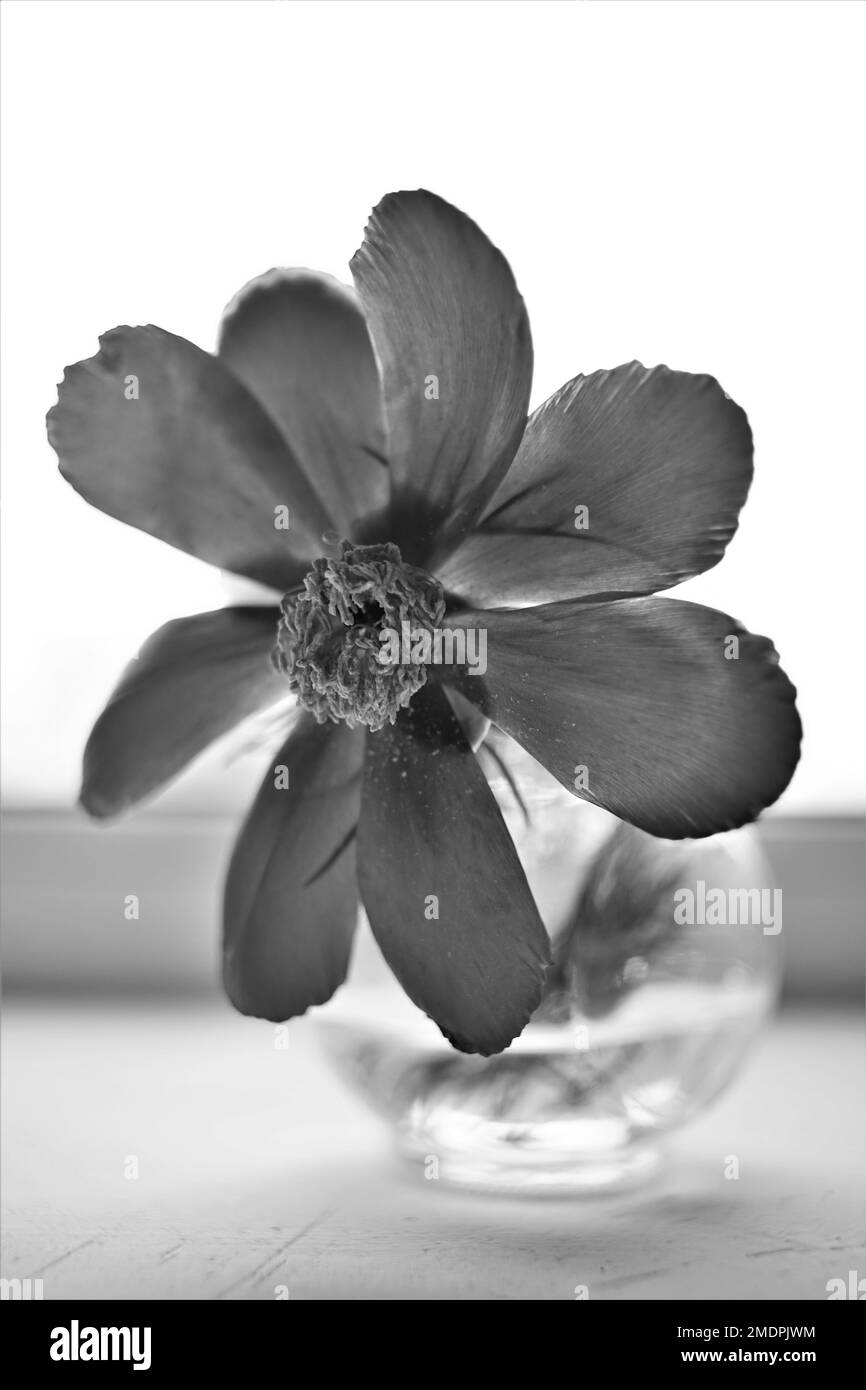 Big peony flower in a vase on white windowsill, bw photo Stock Photo