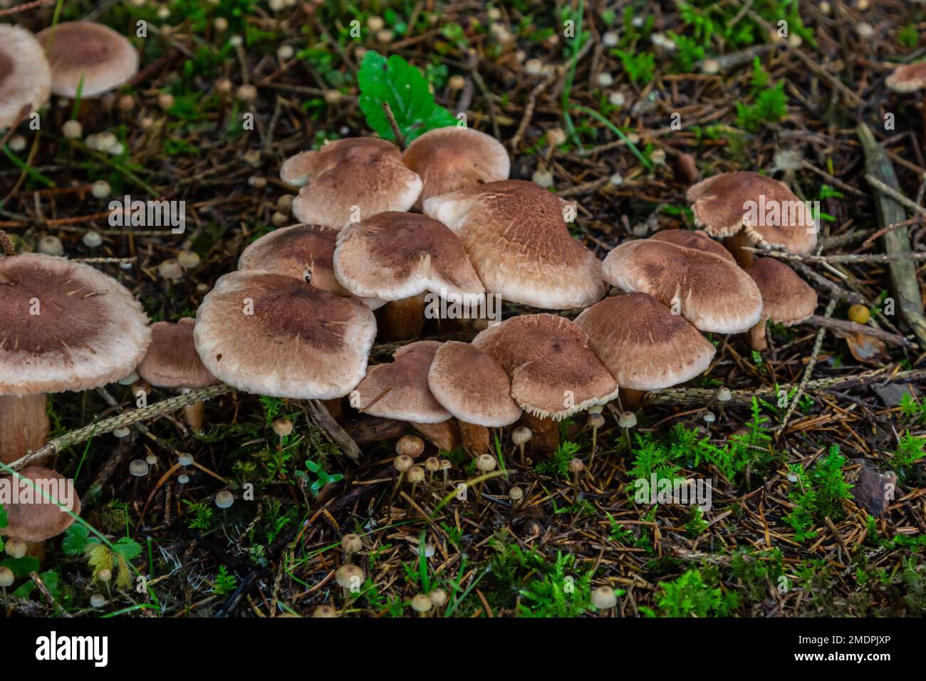 Tricholoma imbricatum, Matt knight mushroom in the autumn forest. Stock Photo