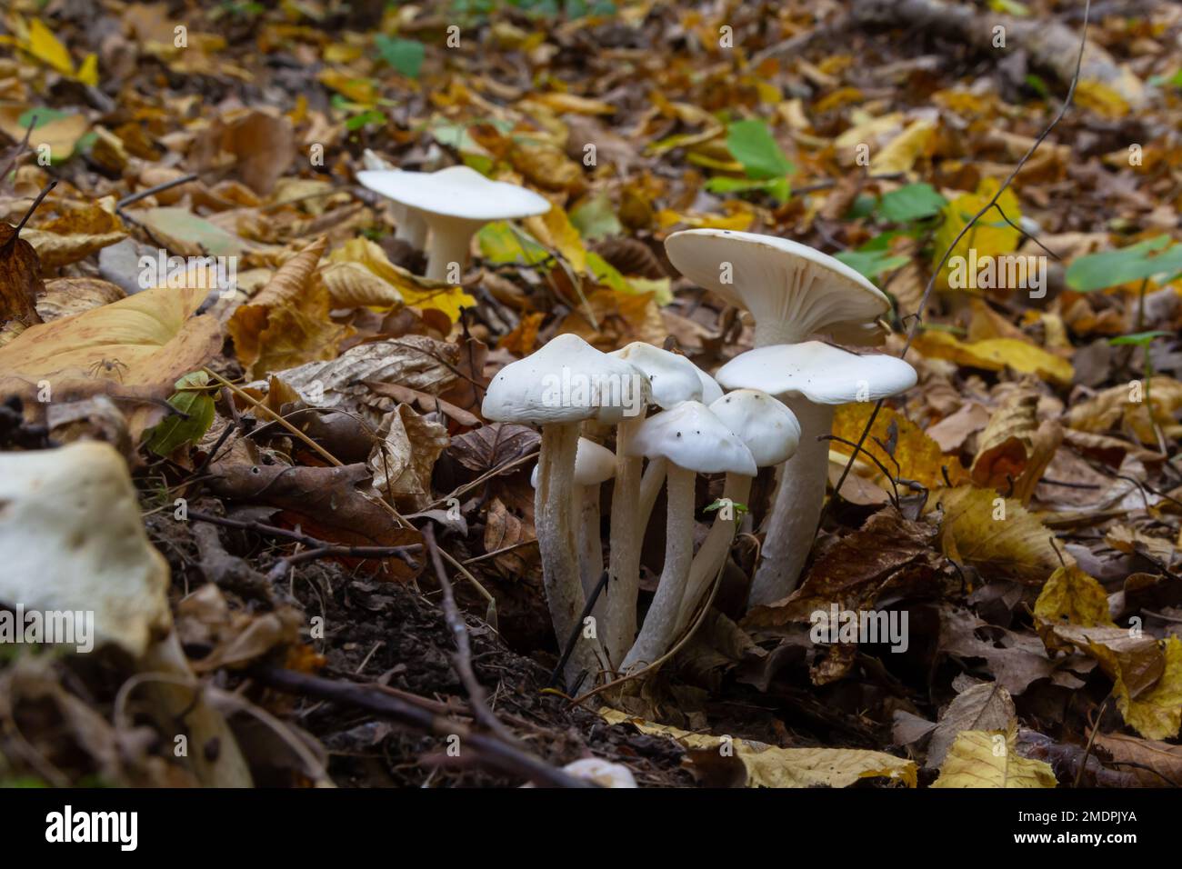 Ivory Woodwax Fungi - Hygrophorus eburneus, growing in Beech leaf litter. Stock Photo