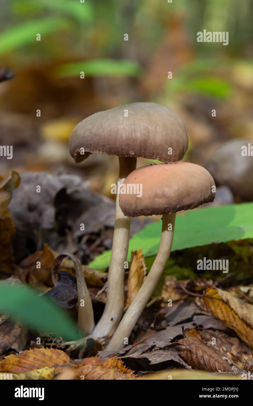 Close up of some psathyrellaceae or brittle stems a family of fungi on some green moss. Stock Photo