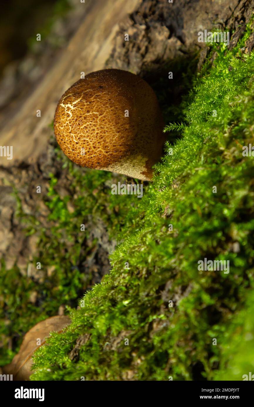 Forest fungus. Common puffball mushroom - Lycoperdon perlatum - growing in green moss in the autumn forest. Stock Photo