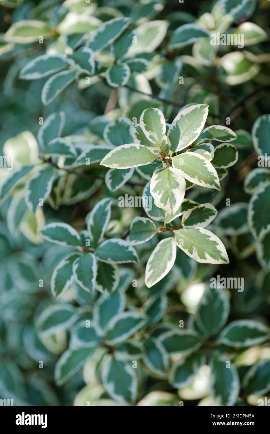 Pittosporum tenuifolium Marjory Channon, Pittosporum Marjory Channon, evergreen shrub grey-green leaves with white margins Stock Photo