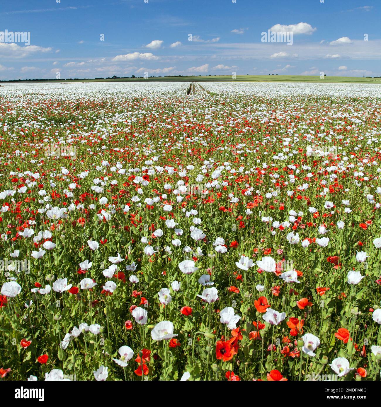 White flowering opium poppy field in Latin papaver somniferum, poppy field weeded with red poppies, white colored poppy is grown in Czech Republic for Stock Photo