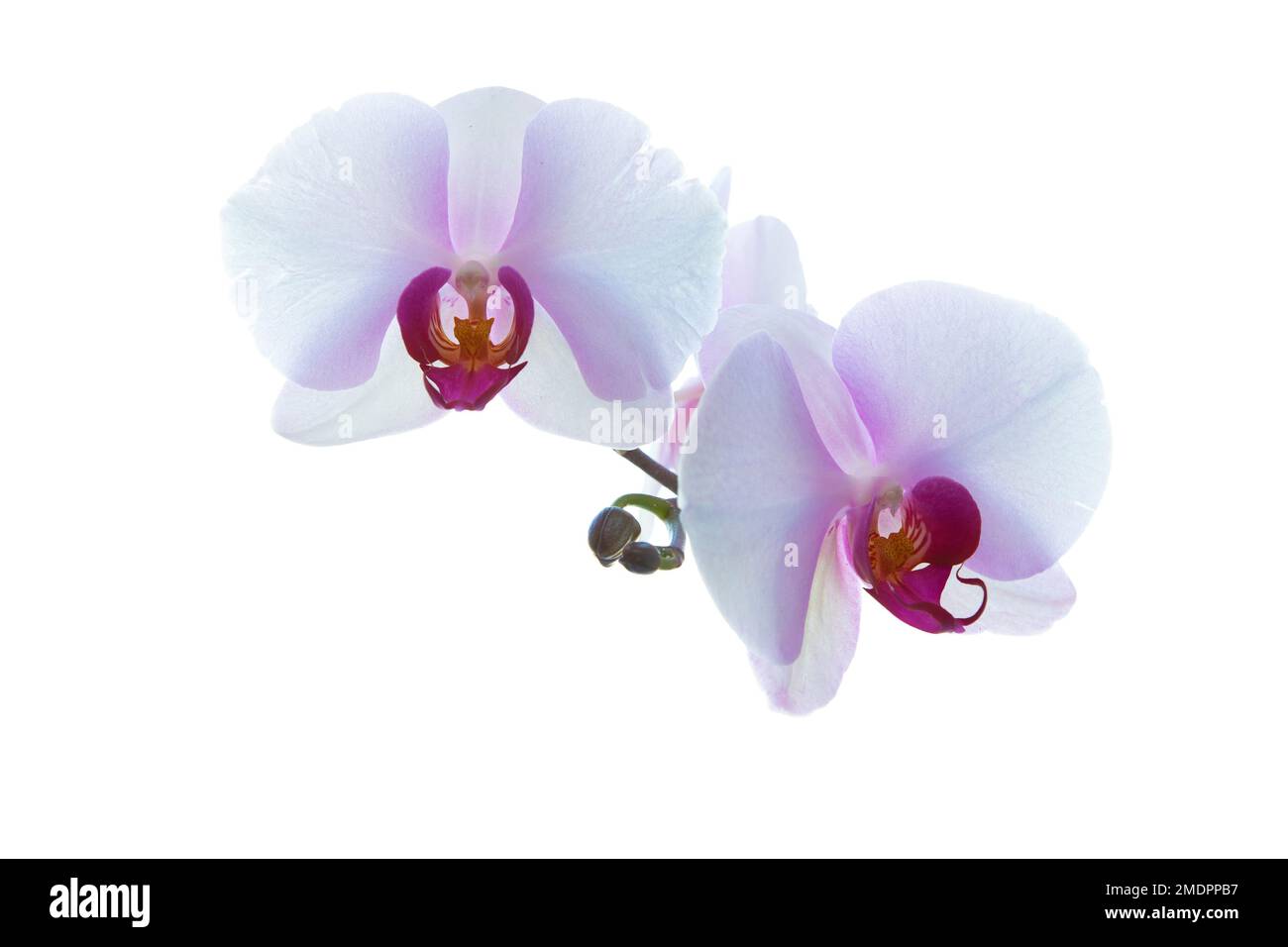Light pink orchid flowers isolated on white background Stock Photo - Alamy