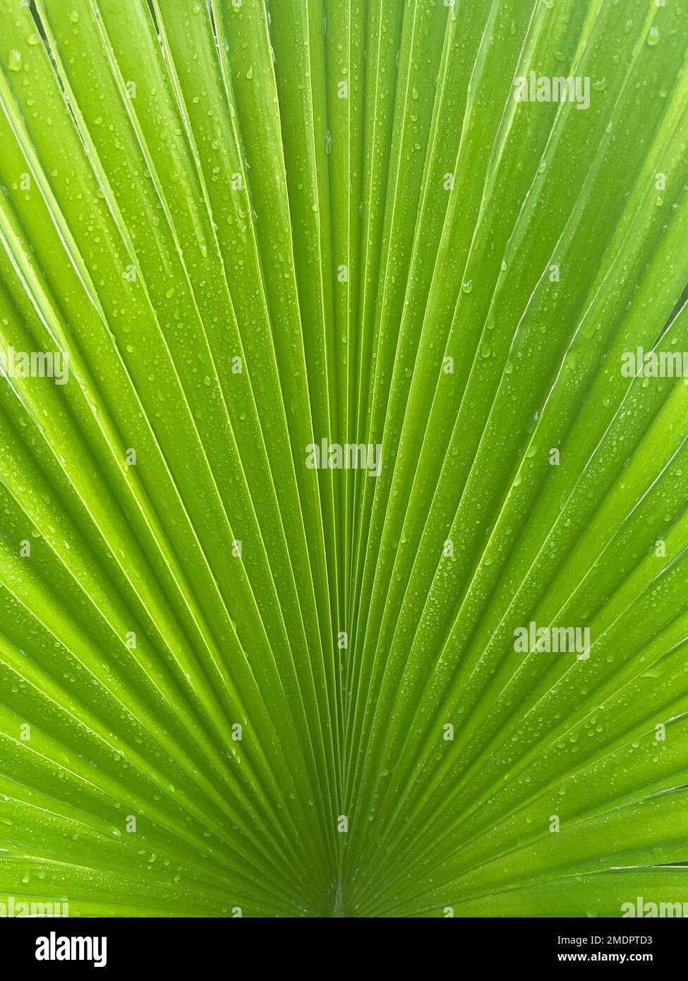 Green palm tree leaf close up background Stock Photo