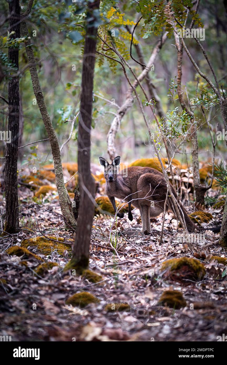 Wild Kangaroos in lush forest in Western Australia Stock Photo Alamy