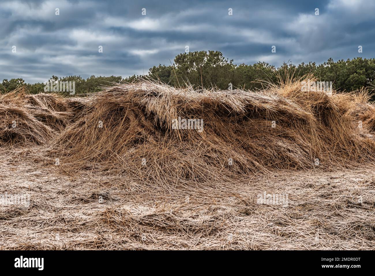 Reed for thatching on the wadden sea island Fanoe fanø, Denmark Stock ...