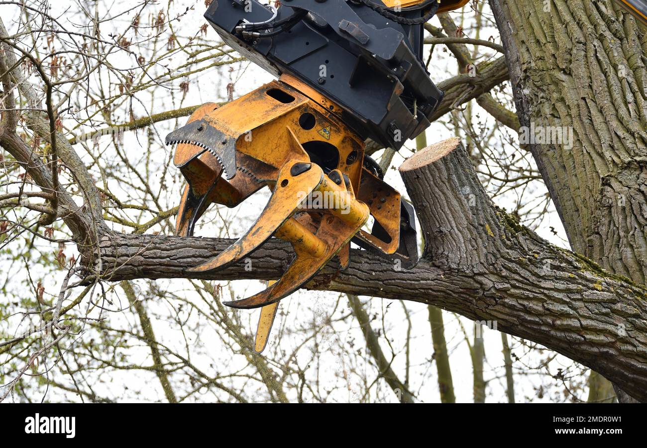 Tree felling with a felling crane in Ahnepark, Vellmar, Hesse, Germany Stock Photo