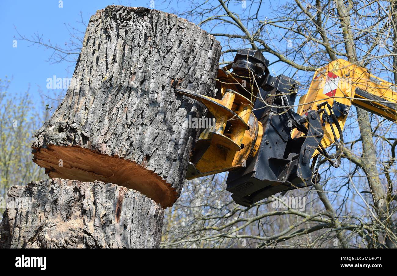 Tree felling with a felling crane in Ahnepark, Vellmar, Hesse, Germany ...